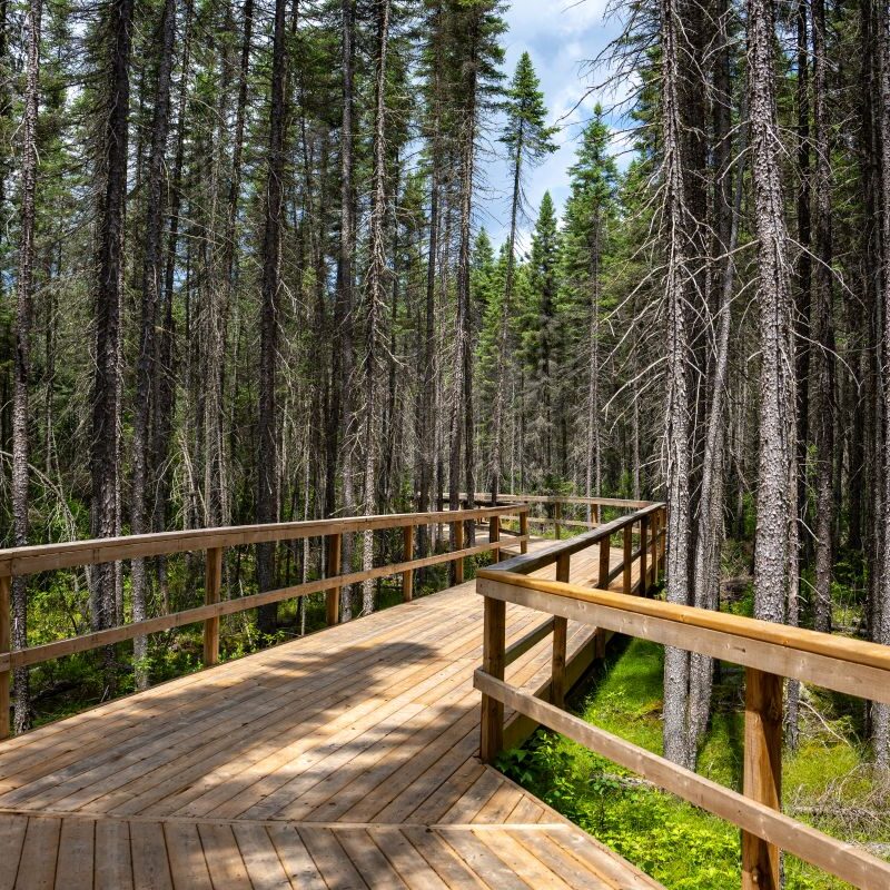 Algonquin Park Fork Trail